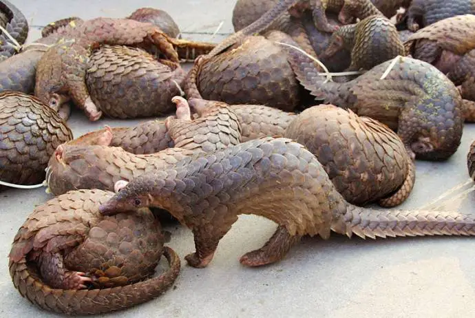 rescued pangolins