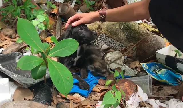 puppies abandoned in trash pile