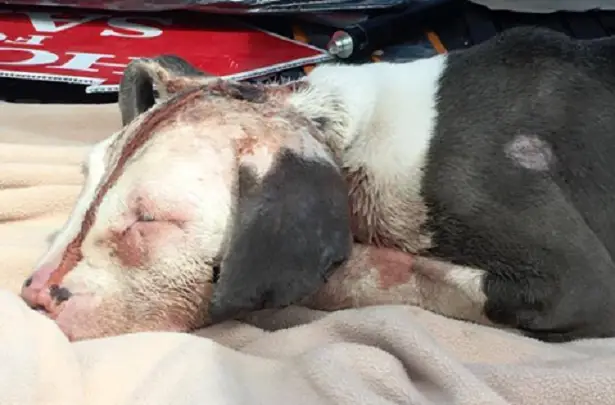 severely wounded dog