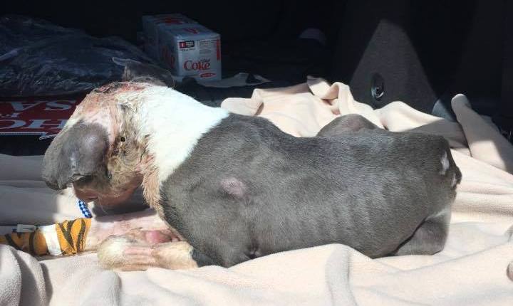 severely wounded dog