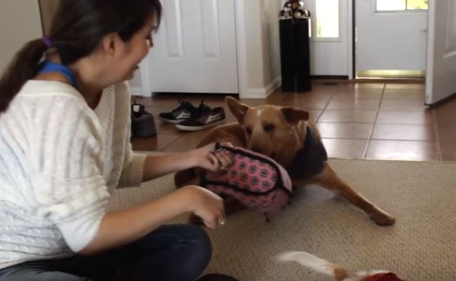 dog with prosthetic limbs