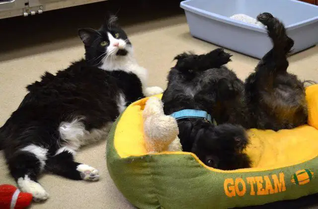 dog, cat and rat at shelter