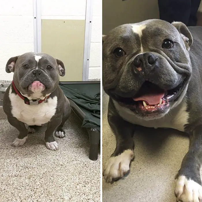 dog before and after pics