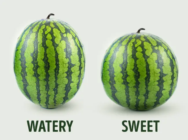 picking the right watermelon