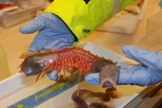 Antarctic worm