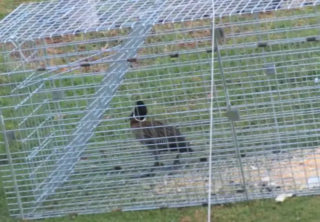 duck trapped in plastic