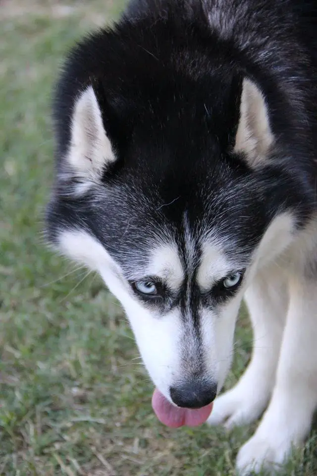 game of thrones huskies