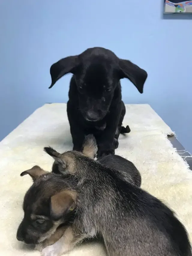 puppies abandoned in trash pile
