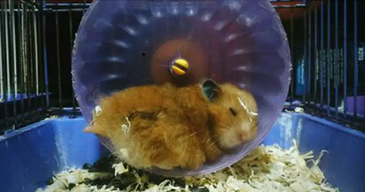 hamster in cage