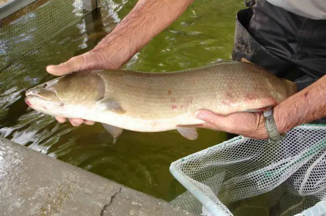 bowfin fish 