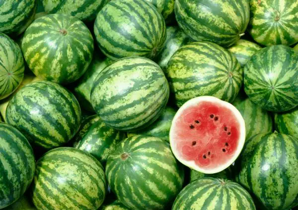 picking the right watermelon