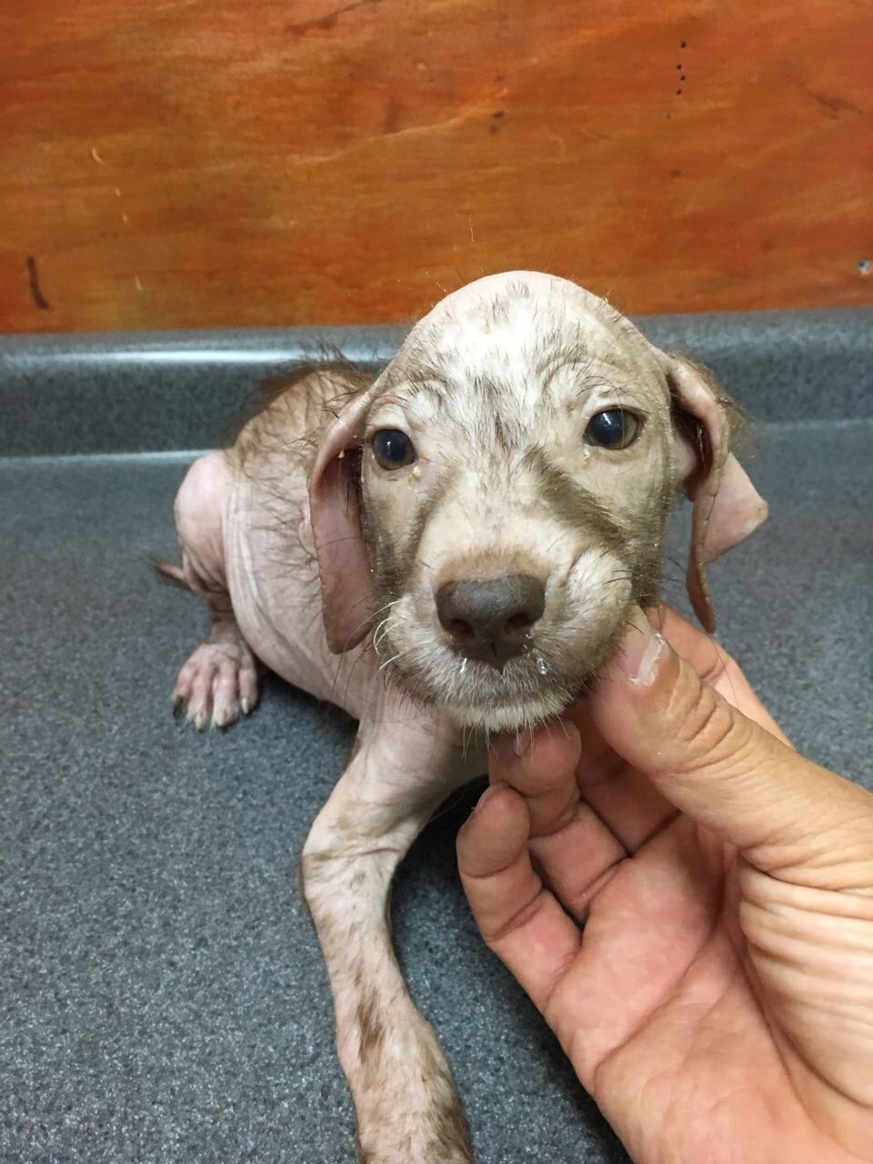 puppy left to die