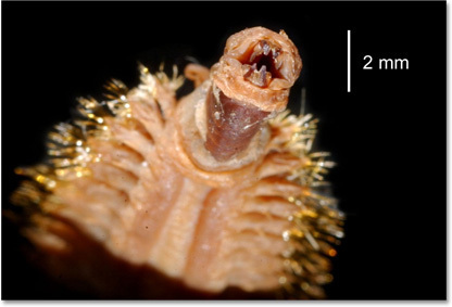 Antarctic worm