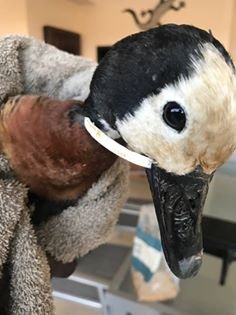 duck trapped in plastic