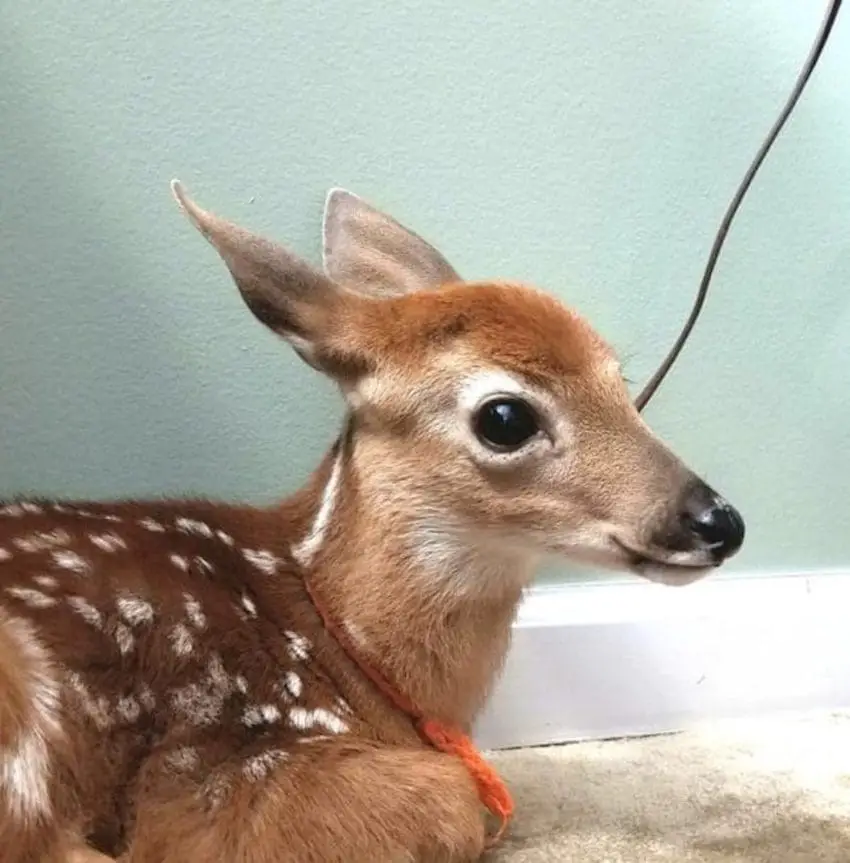 baby deer inside home
