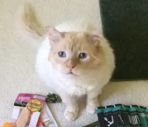 stray kitten rescued
