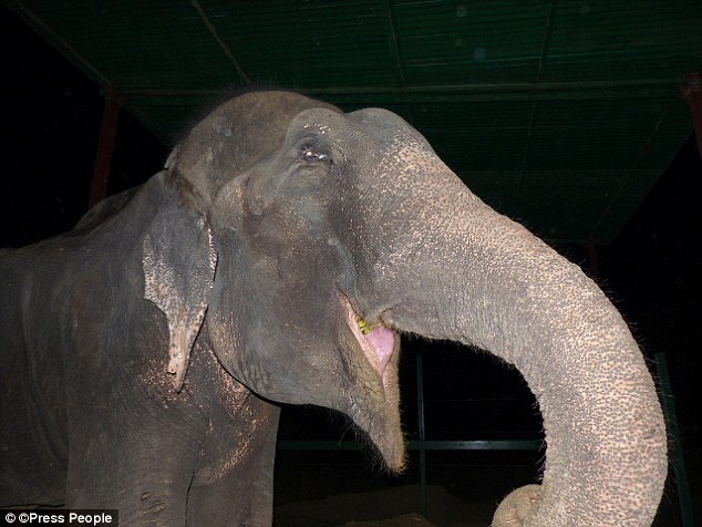 elephant gets freed