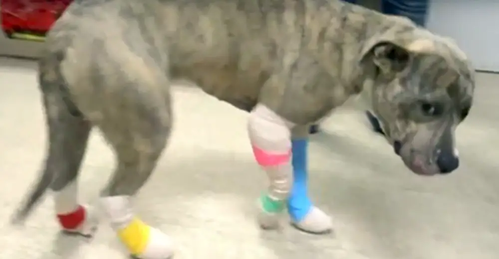 What Is The Science Behind Dog Paws What Is The Science Behind Dog Paws