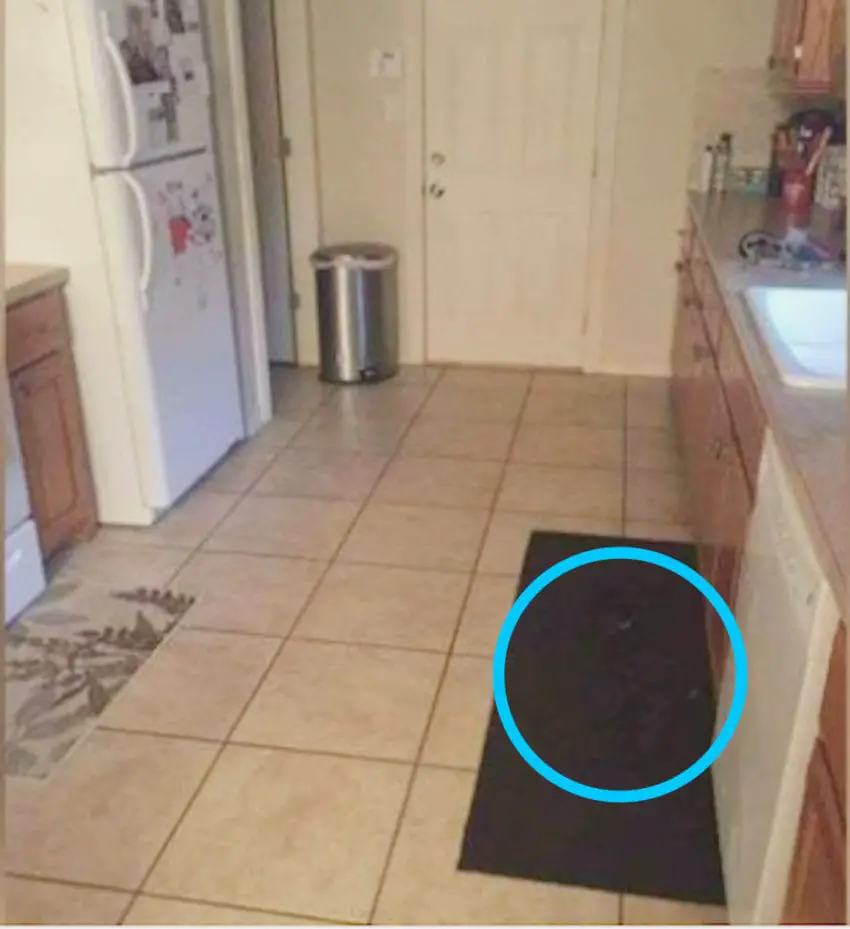 dog hiding in kitchen