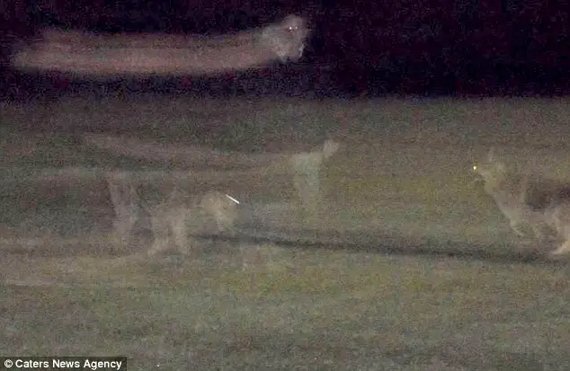 dog sees ghost