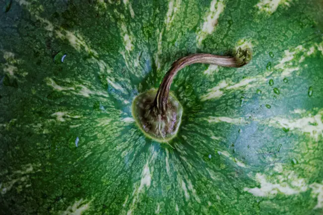 picking the right watermelon