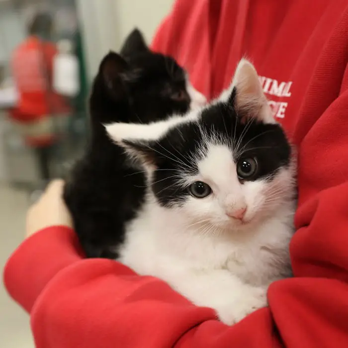 job cuddling kittens