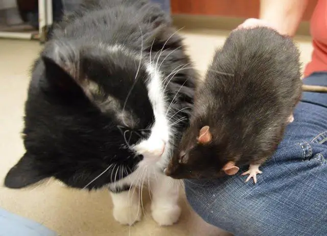 dog, cat and rat at shelter