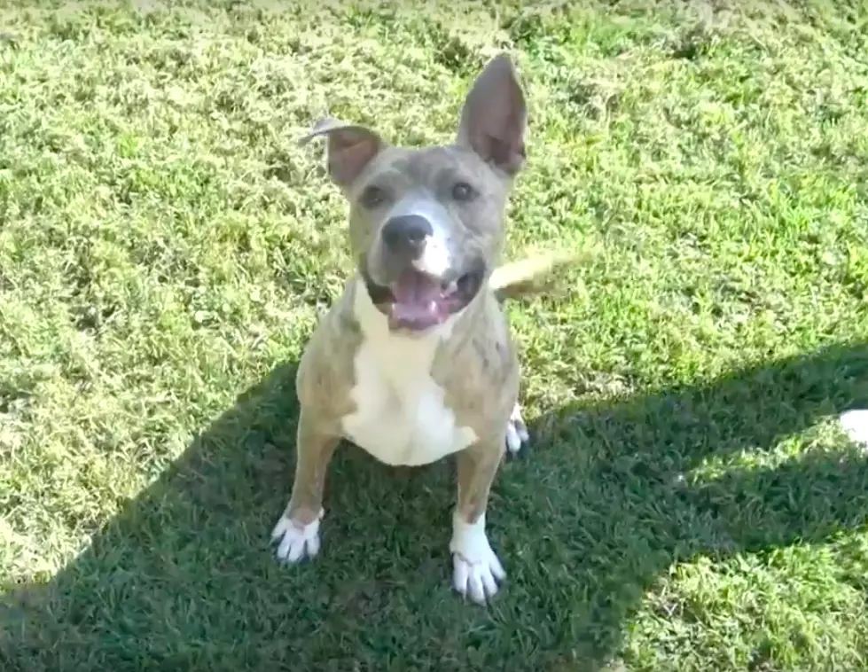 dog dragged by car