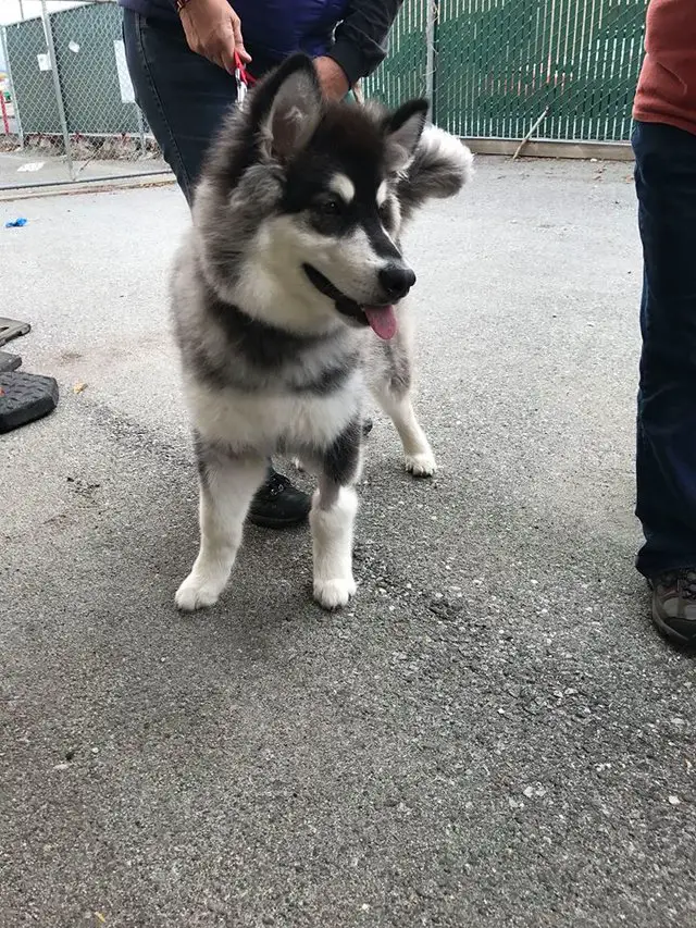 game of thrones huskies