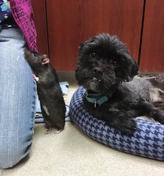 dog, cat and rat at shelter