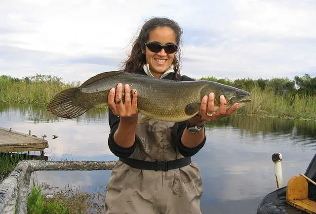 bowfin fish 