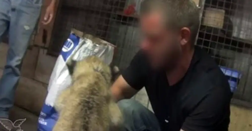 Animal Charity Released Disturbing Video To Show How Animals Are Abused