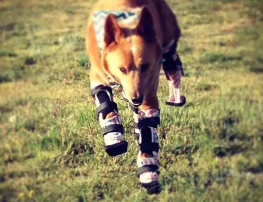 dog with prosthetic limbs