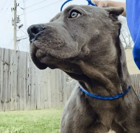 dog chained and freed