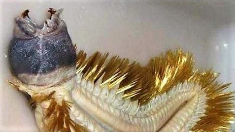 Antarctic worm