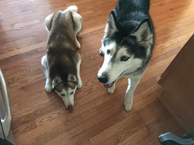 game of thrones huskies