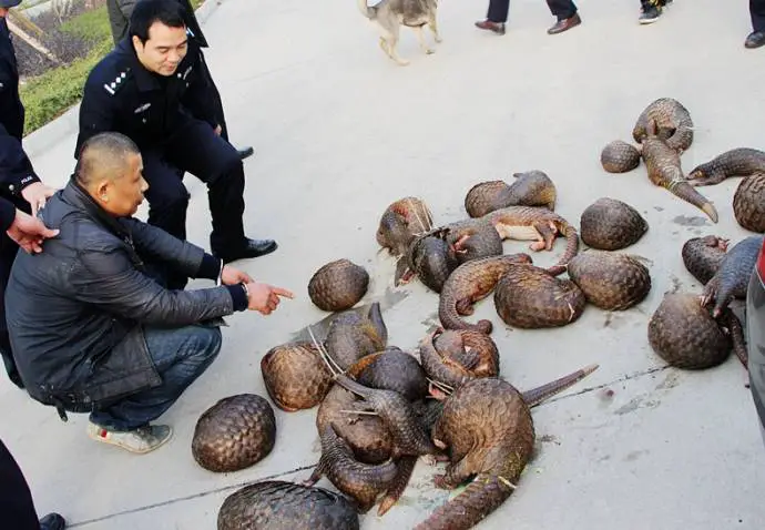 rescued pangolins