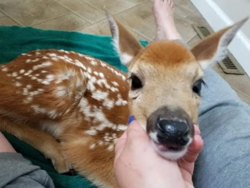 baby deer inside home