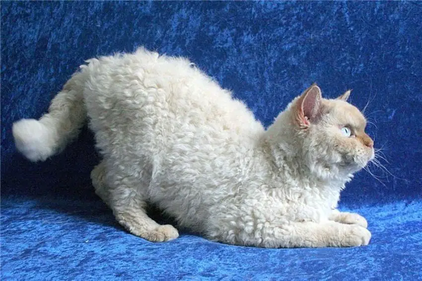 poodle cat