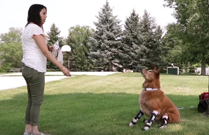 dog with prosthetic limbs