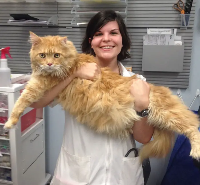 job cuddling kittens