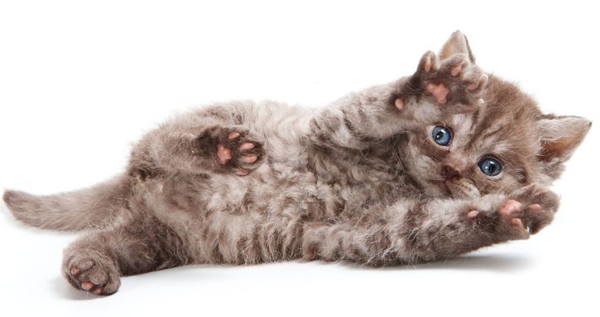 poodle cat