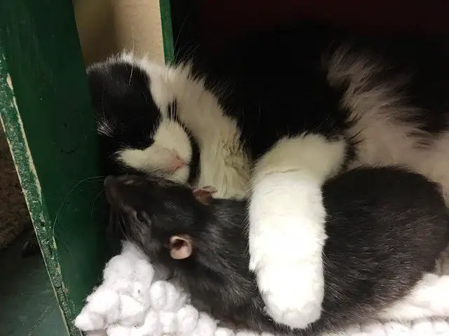 dog, cat and rat at shelter