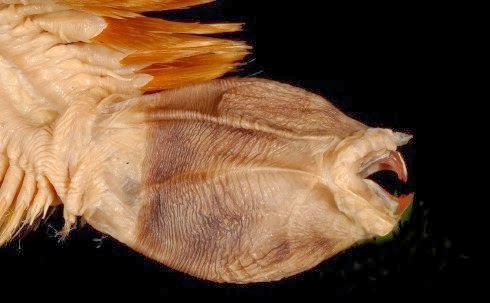 Antarctic worm