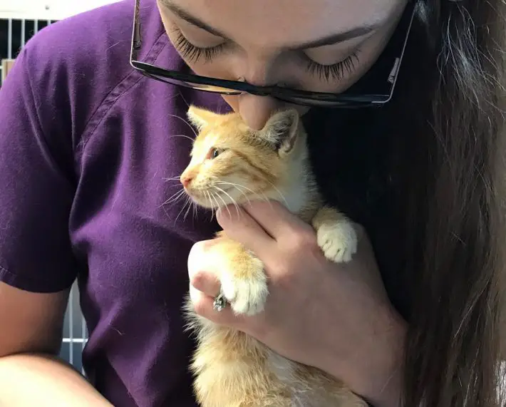 rescued kitten