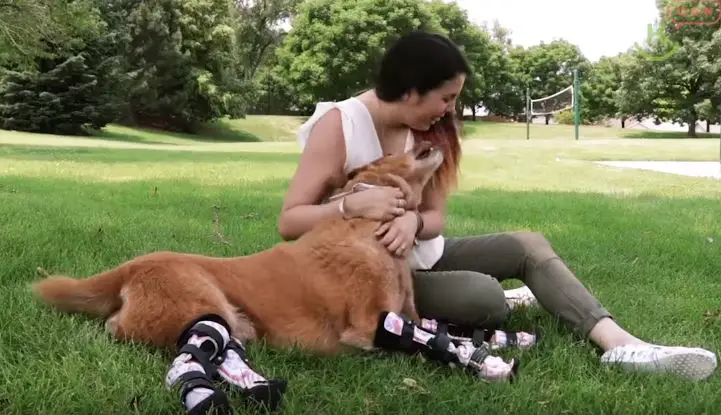 dog with prosthetic limbs