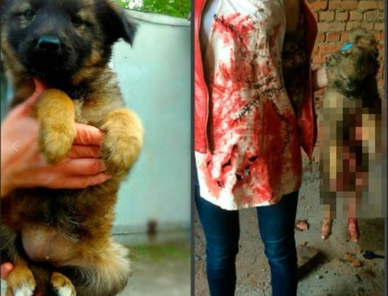teens torture animals