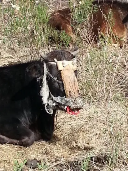 weaning calf