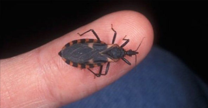 tiny-bug-killing-dogs-children