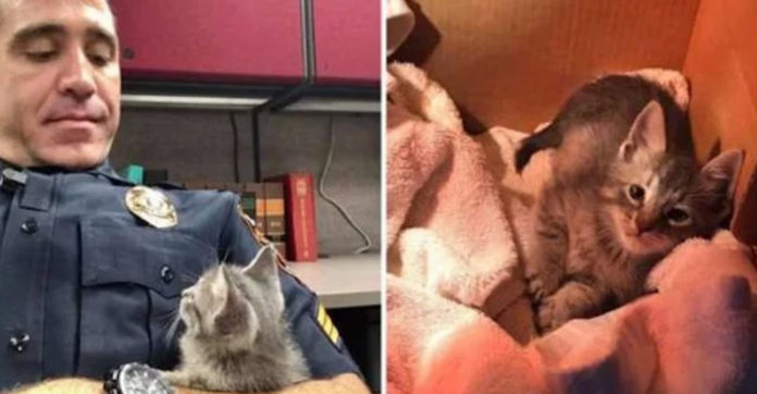 cop-looks-at-kitten